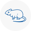 Rat Control Battersea