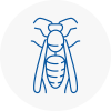 Battersea Wasp Nest Removal